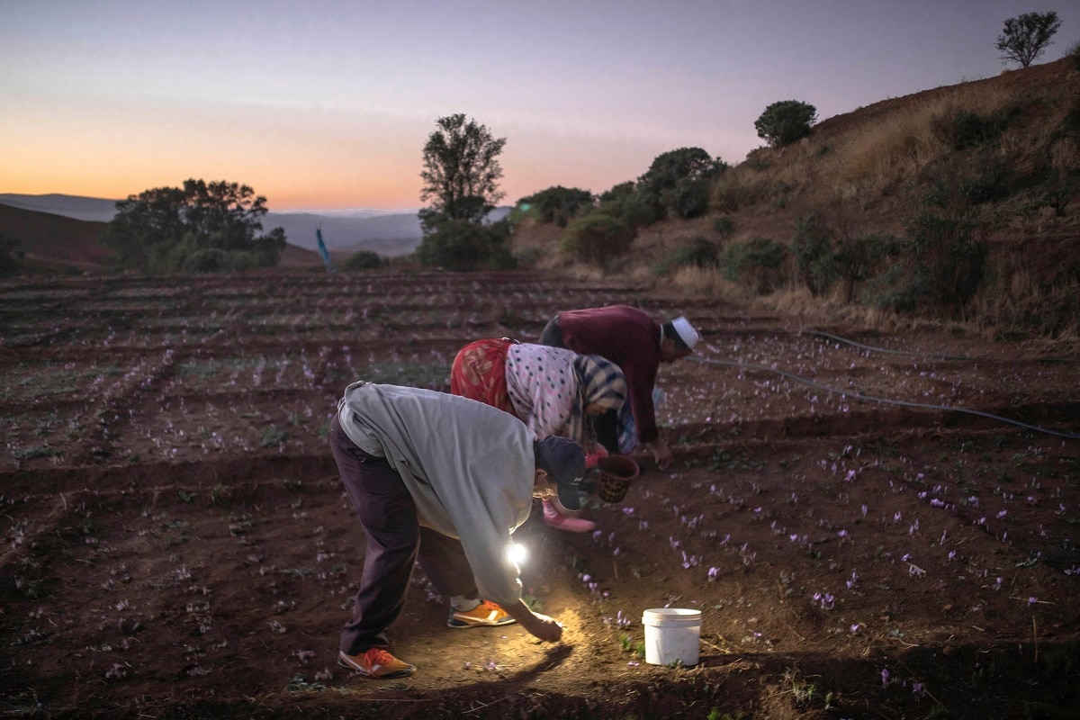 In Pictures Laborious saffron harvest unites Moroccan village