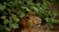 Eight Asiatic lions found COVID-19 positive at Hyderabad zoo: Report