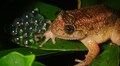Shillong bush frog the size of a fingernail exists in many vibrant colour morphs, researchers say