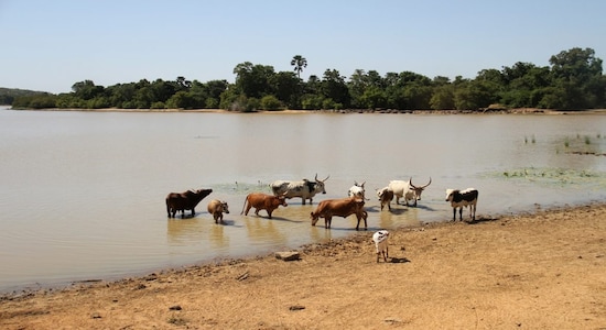 FILE PHOTO: Cattle drink water from Lake Wegnia, in Sahel region of Koulikoro, Mali November 23, 2019. REUTERS/Arouna Sissoko