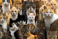 More cats may have COVID-19 than believed: Study