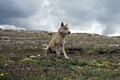 China clones world’s first wild Arctic wolf — with some beagle help
