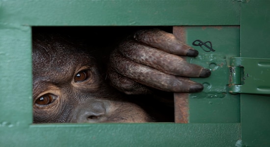 In this Friday, Dec. 20, 2019, file photo, Cola, 10-year-old female orangutan waits in a cage to be sent back to Indonesia at a Suvarnabhumi Airport in Bangkok, Thailand. Wildlife authorities in Thailand repatriated two orangutans, Cola and 7-year-old Giant, to their native habitats in Indonesia in a collaborative effort to combat the illicit wildlife trade. Cola was born in a breeding center from two smuggled orangutans which were sent back to Indonesia several years ago, according to the Department of National Park, Wildlife and Plant Conservation. (AP Photo/Sakchai Lalit, File)