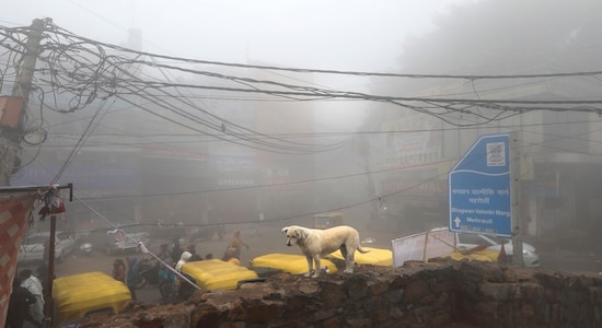 A stray dog stands on a wall amidst early morning dense fog in New Delhi, India, Monday, Dec. 30, 2019. Delhi, which is witnessing the longest spell of cold weather in the last 22 years, woke up to a blanket of dense fog engulfing most parts of the national capital on Monday morning, disrupting rail, road and air traffic adversely. (AP Photo/Manish Swarup)