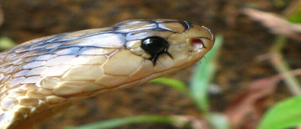 New study sheds light on lack of research in snake antivenoms