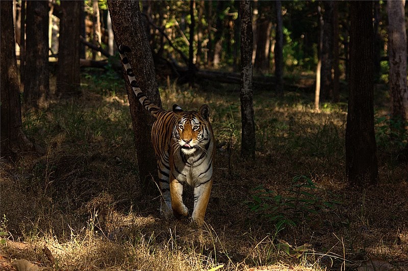 A 2012 picture of a tigress in Pench Tiger Reserve. Photo by Nconnet/Wikimedia Commons.
