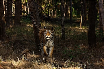 A 2012 picture of a tigress in Pench Tiger Reserve. Photo by Nconnet/Wikimedia Commons.