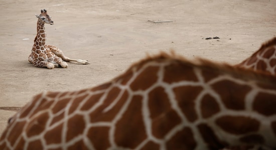 A two-month-old giraffe sits in her enclosure at the Chapultepec Zoo in Mexico City, Sunday, Dec. 29, 2019. is celebrating its second baby giraffe of the year, already as tall as a full-grown human. The female giraffe was unveiled last week after a mandatory quarantine period following her Oct. 23 birth. She will be named via a public vote. (AP Photo/Ginnette Riquelme)