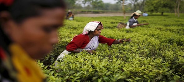 Floods, coronavirus dent India's tea output in first half of 2020