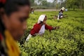 Tea production down 18% in India; experts discuss challenges being faced by the sector