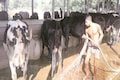 Animal husbandry, dairy farmers pay 10% more income tax than rich people, says Amul's RS Sodhi