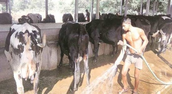 Farmers in Maharashtra village distribute milk for free to back Bharat Bandh