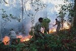 Most forest fires in India on account of human activity
