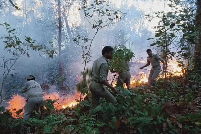 Most Forest Fires In India On Account Of Human Activity