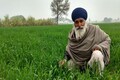 Why Punjab failed to douse farm fires