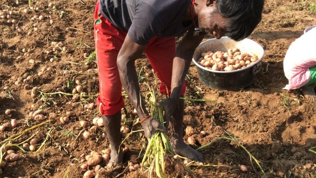 Innovation boosts for Jharkhand’s potato farmers
