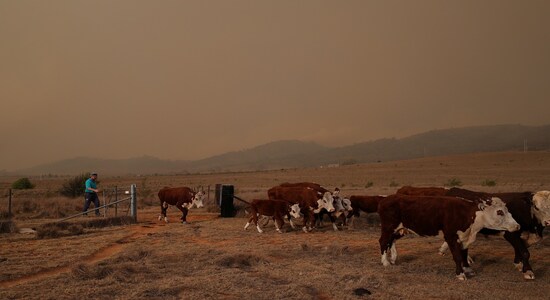 Local resident Matthew Lawlis moves cows toward a potential escape route as a bushfire approaches in Bredbo, New South Wales, Australia, February 1, 2020.  REUTERS/Loren Elliott