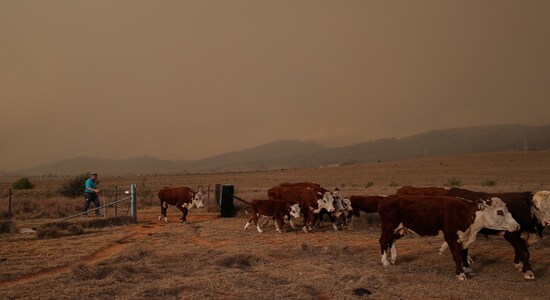 Local resident Matthew Lawlis moves cows toward a potential escape route as a bushfire approaches in Bredbo, New South Wales, Australia, February 1, 2020. REUTERS/Loren Elliott Local resident Matthew Lawlis moves cows toward a potential escape route as a bushfire approaches in Bredbo, New South Wales, Australia, February 1, 2020. REUTERS/Loren Elliott