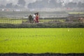 Govt approves hiked minimum support price for kharif crops