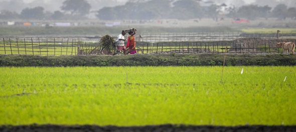 Govt sets foodgrain output target at record 301 million tonnes for 2020-21