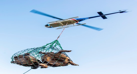In this Jan. 25, 2020 photo released by Galapagos National Park a helicopter transports tortoises near Wolf Volcano on Galapagos Islands, Ecuador. The National Park announced on Friday, Jan. 31, 2020 that an expedition to the foothills of the highest active volcano in the Galapagos Islands located a young female tortoise and she is a direct descendant of a giant tortoise species considered extinct. (Tui De Roy/Galapagos National Park via AP) In this Jan. 25, 2020 photo released by Galapagos National Park a helicopter transports tortoises near Wolf Volcano on Galapagos Islands, Ecuador. The National Park announced on Friday, Jan. 31, 2020 that an expedition to the foothills of the highest active volcano in the Galapagos Islands located a young female tortoise and she is a direct descendant of a giant tortoise species considered extinct. (Tui De Roy/Galapagos National Park via AP)