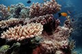 New corals spawn on Australia's Great Barrier Reef; what's the significance of this annual event