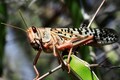 Locust pest attack to boost agrochemicals demand; positive for UPL, Sumitomo and Insecticides India
