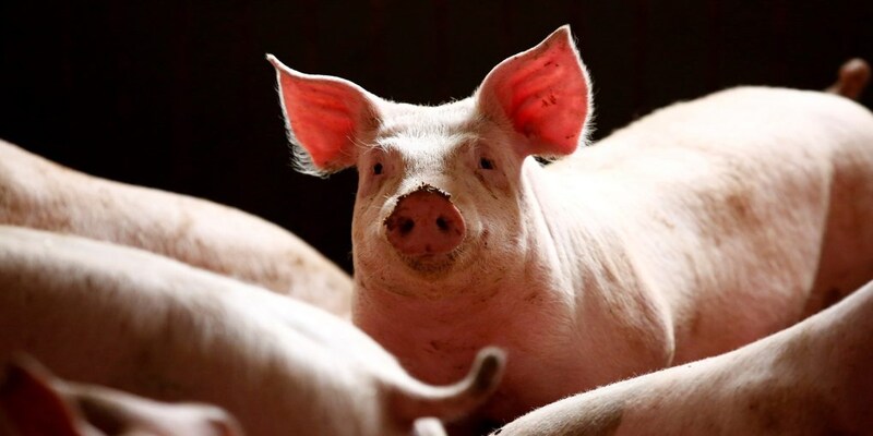 Germany Confirms One More African Swine Fever Case In Wild Boar Germany Confirms One More African Swine Fever Case In Wild Boar