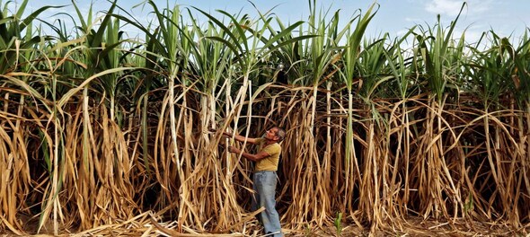 India's sugar output set to drop 7%, could crimp exports