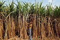 Climate change to alter Karnataka crop patterns by 2035: Study