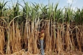 Sugar mills to ask for permission to export from June 1 — rational step, says Balrampur Chini