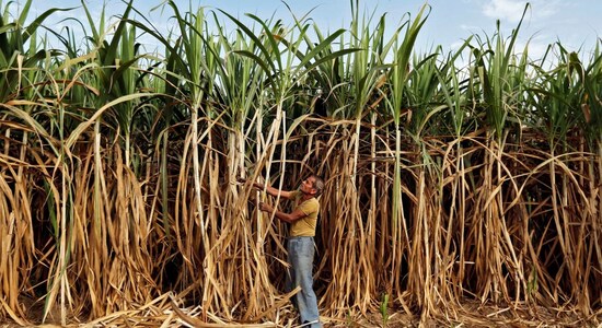 Sugar mills asked to export speedily to make early payment to farmers