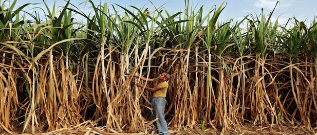 SC seeks replies from Centre, 11 states on PIL for payment of dues to sugarcane-producing farmers