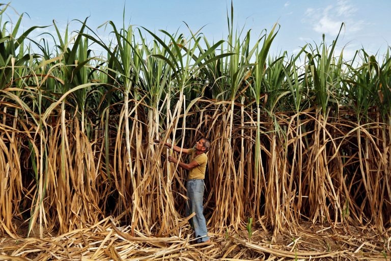 Excessive water use for sugarcane crop creating crisis: Expert - CNBCTV18