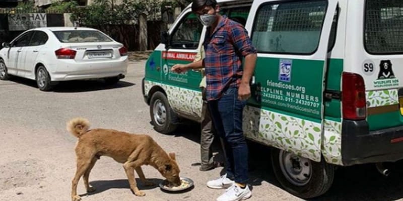 SC stays Bombay HC observation that those who feed strays must adopt them