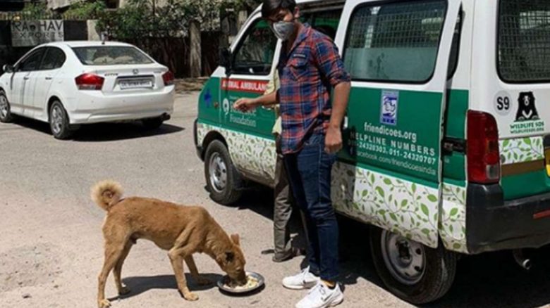 Coronavirus Lockdown: As Stray Animals Go Without Food And Water, You Could  Help Make A Difference