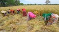 India expected to harvest record wheat, rice crops this year