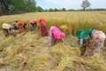 FCI’s quality control norms may widen trust deficit among farmers, says economist Devinder Sharma