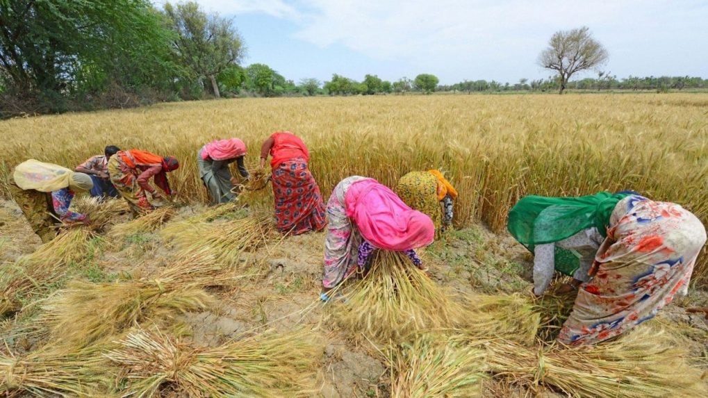 What’s Ailing Rural India | Madhya Pradesh Farmers Stare At Huge Losses ...