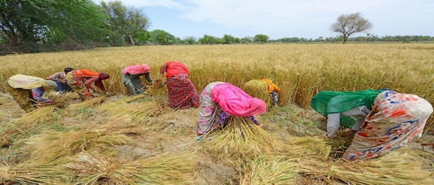 Unseasonal rains dim MP wheat farmers prospects; higher MSP fails to narrow losses