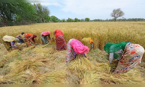 India expected to harvest record wheat, rice crops this year - CNBC TV18