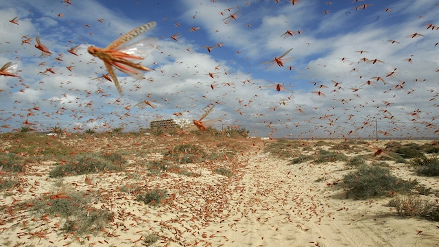 Locust attacks posing serious threat to food security in parts of East ...