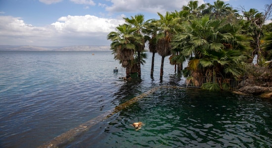 In this Saturday, April 25, 2020 photo, a dog swims in the water as trees stand where dry land was in the Sea of Galilee, locally known as Lake Kinneret. After an especially rainy winter, the Sea of Galilee in northern Israel is at its highest level in two decades, but the beaches and major Christian sites along its banks are empty as authorities imposed a full lockdown. (AP Photo/Ariel Schalit)