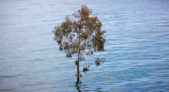 In this Saturday, April 25, 2020 photo, a tree stands where dry land used to be in the Sea of Galilee, locally known as Lake Kinneret. After an especially rainy winter, the Sea of Galilee in northern Israel is at its highest level in two decades, but the beaches and major Christian sites along its banks are empty as authorities imposed a full lockdown. (AP Photo/Ariel Schalit) In this Saturday, April 25, 2020 photo, a tree stands where dry land used to be in the Sea of Galilee, locally known as Lake Kinneret. After an especially rainy winter, the Sea of Galilee in northern Israel is at its highest level in two decades, but the beaches and major Christian sites along its banks are empty as authorities imposed a full lockdown. (AP Photo/Ariel Schalit)