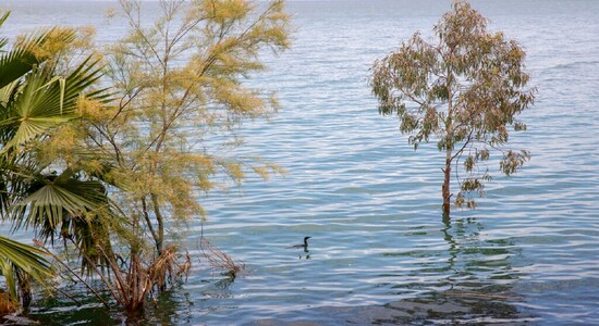 In this Saturday, April 25, 2020 photo, a bird swims where dry land used to be in the Sea of Galilee, locally known as Lake Kinneret. After an especially rainy winter, the Sea of Galilee in northern Israel is at its highest level in two decades, but the beaches and major Christian sites along its banks are empty as authorities imposed a full lockdown. (AP Photo/Ariel Schalit)