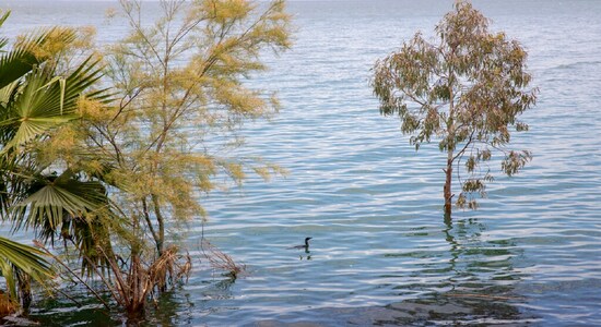 In this Saturday, April 25, 2020 photo, a bird swims where dry land used to be in the Sea of Galilee, locally known as Lake Kinneret. After an especially rainy winter, the Sea of Galilee in northern Israel is at its highest level in two decades, but the beaches and major Christian sites along its banks are empty as authorities imposed a full lockdown. (AP Photo/Ariel Schalit) In this Saturday, April 25, 2020 photo, a bird swims where dry land used to be in the Sea of Galilee, locally known as Lake Kinneret. After an especially rainy winter, the Sea of Galilee in northern Israel is at its highest level in two decades, but the beaches and major Christian sites along its banks are empty as authorities imposed a full lockdown. (AP Photo/Ariel Schalit)