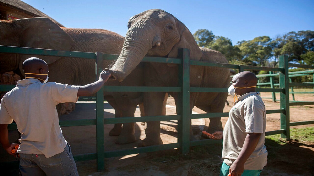 Animals at closed zoos depend on helping hands - cnbctv18.com