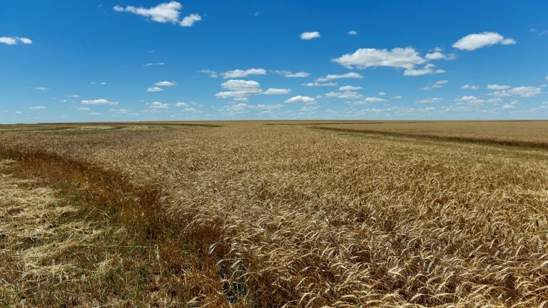 Wheat sowing up 4% at 325.35 lakh hectare so far this rabi season -  cnbctv18.com