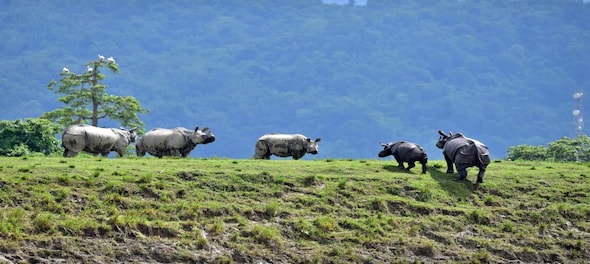 Kaziranga National Park to reopen on Oct 21