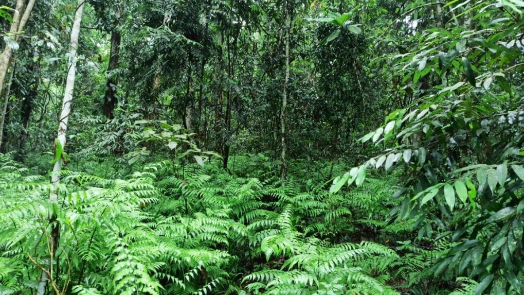 This Maharashtra village converted a 20-acre forest into ‘oxygen park ...